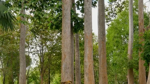 Camera movement View of the big tree Stock Footage 100701667