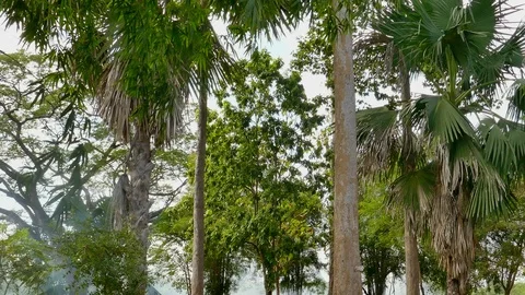 Camera movement View of the big tree Stock Footage 100701720