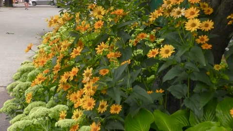 Camera movement. Wind. A flower bed with white and yellow flowers. B roll 스톡 동영상 158661199