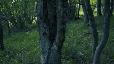 Camera movement in wood Stock Footage 112778093