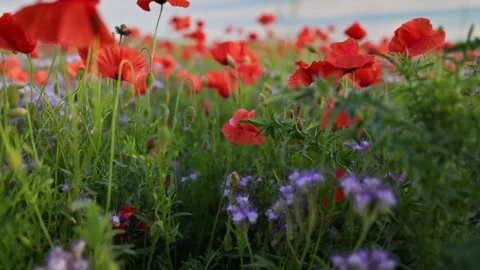 Camera mover through red poppies and other field summer flowers. Red poppy field Stock Footage 277397663