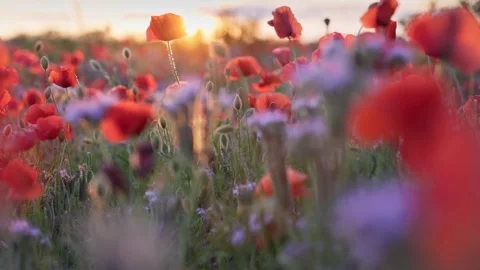 Camera mover through red poppies and other field summer flowers. Red poppy field 스톡 동영상 278533118
