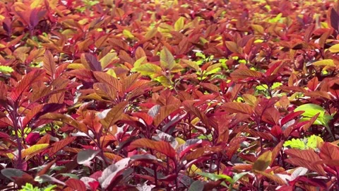 The camera moves above a dense carpet of red amaranth leaves, creating a uniform 스톡 동영상 327541960