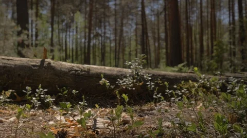 The camera moves above the ground and flies over the lying tree. Lying tree in Stock Footage 108233044