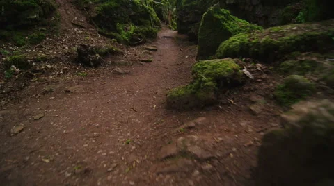 Camera moves above the ground in a forest in slow motion Video stock 49653192