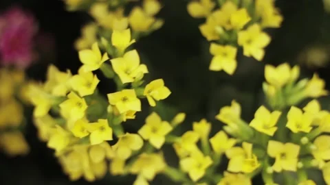 The camera moves from above over many flowers yellow periwinkle close Stock Footage 165886184