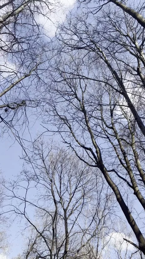 The camera moves across the bare crowns of trees in the alley against the b.. Stock Footage 306815488