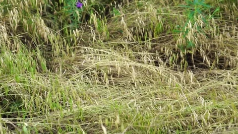 The camera moves across the field with grass Stock Footage 77224930