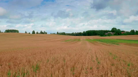 The camera moves across the field that has just been mowed. Video stock 232432950
