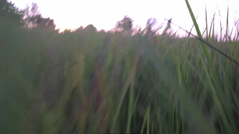 The camera moves across the field, making its way through the thicket of grass Stock Footage 139768056