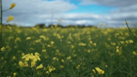 Camera moves across the field through yellow rapeseed flowers, close-up 库存影片 98105515