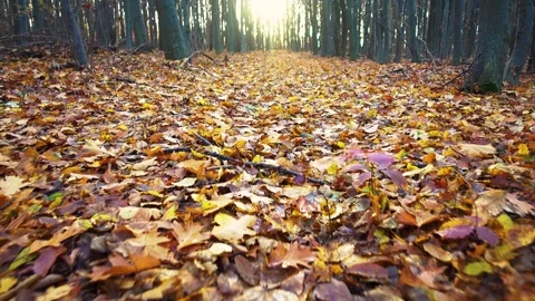 The camera moves across the leaves on the ground in the forest in autumn. Stock-Footage 292829853