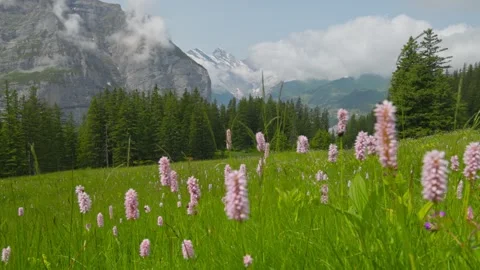 Camera moves across meadow among grass and flowers is Swiss mountains. Alpine Stock Footage 252284643
