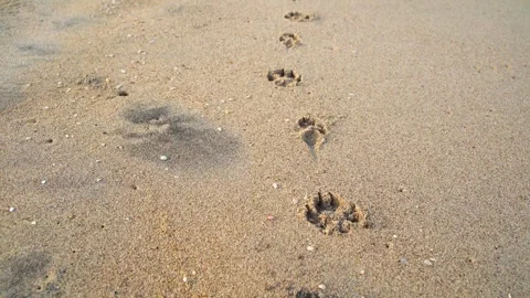 The camera moves after the tracks of the dog left in the sand. Video stock 243229910