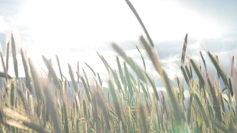 Camera moves ahead ripening ears of green wheat. Young  wheat crops Stock Footage 111246236
