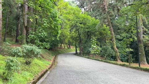 Camera moves along asphalt path in botanical garden Stock Footage 269546603