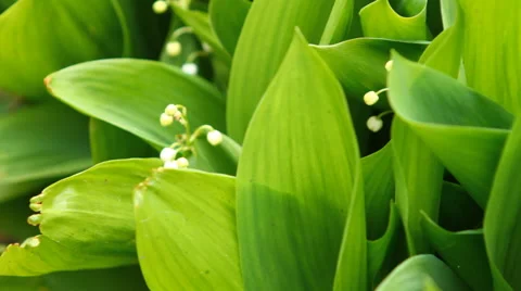 The camera moves along the beds of lilies of the valley Stock Footage 49941529