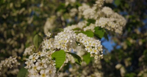 Camera moves along a blossoming bird cherry branch Stock Footage 237183772