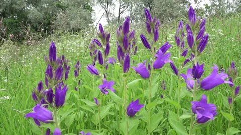 The camera moves along blue flowers of hand bells Latin of Campanula growing on Stock Footage 104369835