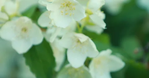 The camera moves along a branch with jasmine flowers Video stock 243203329