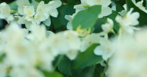 The camera moves along a branch with jasmine flowers Stock Footage 243216761