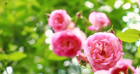 The camera moves along a branch with pink roses Video stock 243203741