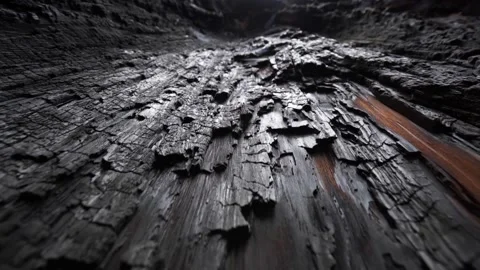 Camera moves along charred sequoia tree in sequoia national park, USA. Burnt Video stock 225328621