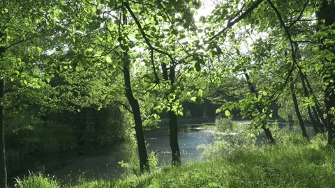 The camera moves along the coast of the flatter lake to summer sunny day. Beams Stock Footage 90061094