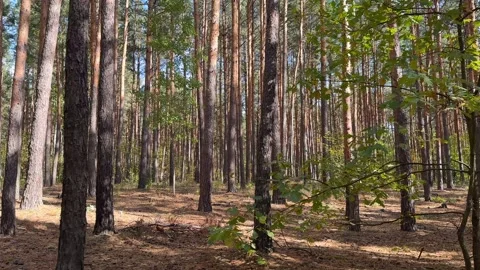 The camera moves along a colorful pine and deciduous forest overgrown with moss Stock Footage 252683671