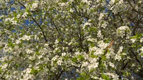 Camera moves along crown of flowering almond tree Stock Footage 268886037