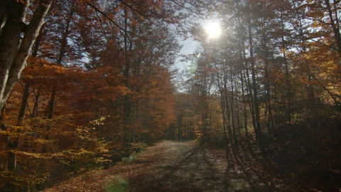 Camera moves along the dirt road in autumn forest. Sunny autumn day. Lens Stock Footage 166157145
