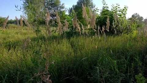 The camera moves along the edge of the road taking ears of corn Stock Footage 135817255