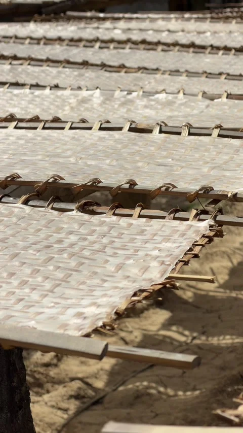Camera moves along endless rows of rice paper drying on bamboo racks in a Stock Footage 330948514