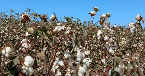 Camera moves along field of ripe cotton Stock Footage 116441697
