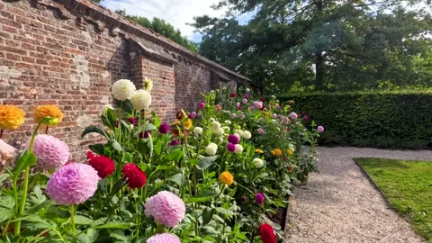 Camera moves along a flower bed filled with colorful dahlias next to a bric.. Vídeos de archivo 332840673
