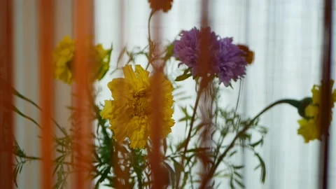 The camera moves along the flowers Stock Footage 161224377