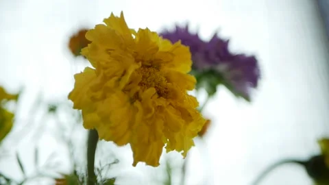 The camera moves along the flowers Stock Footage 161224445