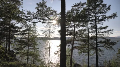 The camera moves along the forest growing by the lake Stock Footage 146956119