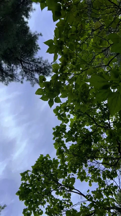 Camera moves along forest, park, garden. Blue sky, clouds, green leaf Stock Footage 280879866