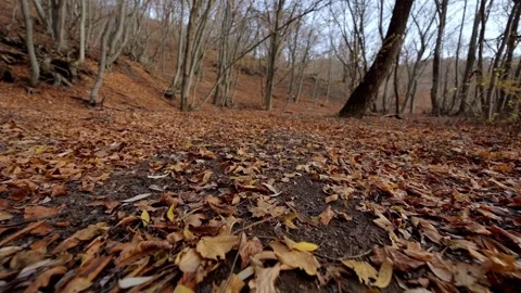 Camera moves along a forest path near the ground in a beech forest Stock-Footage 170022637