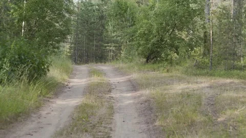 The camera moves along a forest road. Car point of view. Stock Footage 157288610