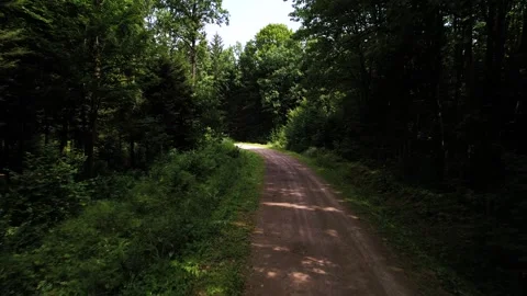 The camera moves along a forest road in a dense green deciduous forest. Stock Footage 281822832
