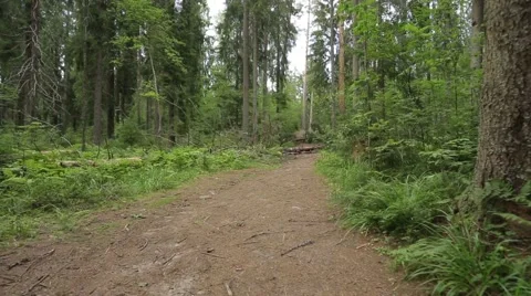 Camera moves along the forest trail Stock Footage 67421195
