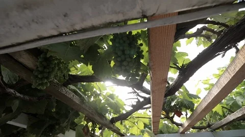 The camera moves along the grape fruit. Stock Footage 117248752