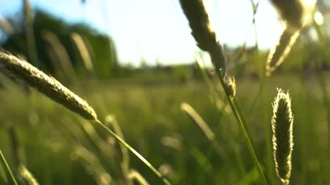 Camera moves along the green stalks of the ears at sunset Stock Footage 155843053