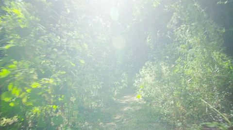 Camera moves along the ground of a green forest in First person view Stock Footage 51360010