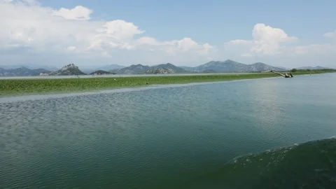 Camera moves along large carpet of water lily flowers on Lake Skadar Stock Footage 126111420