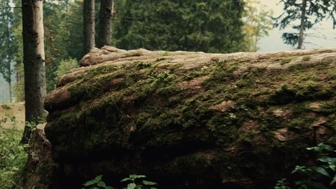 Camera moves along a large fallen tree with moss Stock-Footage 110810401
