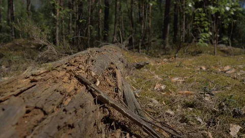 The camera moves along a log on which ants crawl. 4K Stock Footage 108232422