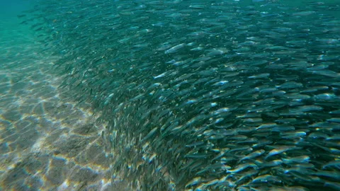 Camera moves along massive, living wall of Silversides on shallows and Stock Footage 329077576